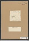 Coscinodiscus crassus Bail (de-Toni-Nr.: Genus 202, Species 5016) Zeichnungen Sammlung Grunow Nr. 8726 (NHMW-BOT-W0378304)